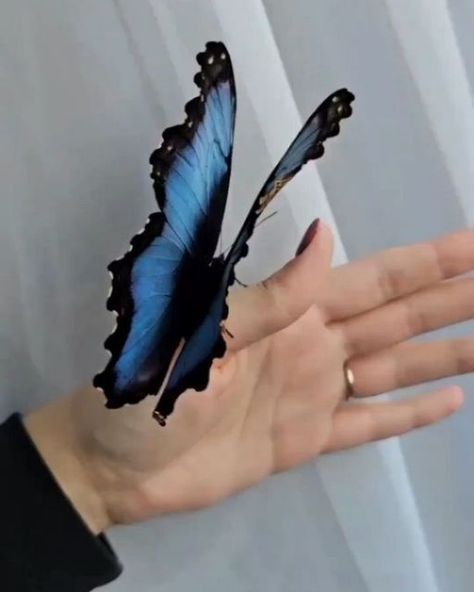 butterfly on Instagram: "Butterflies of incredible beauty! 🦋🤩🌷 Follow us @butterflies_rm for more videos 📸 Source: 1 video by @plantprotecting 2 video by #butterflies #butterflies🦋 #butterflies_rm #butterfliesofinstagram #butterfliesoftheworld #butterflies_lovers #butterflies_loves #butterfliesofinstagram🦋 #butterflies_of_instagram#butterflies_rm #butterflies_love_gram #monarchbutterflies #butterflieslive #butterfliesfly #butterfliesphotography #butterfliesofwesternghats #butterfliesandblooms#butterfliesandmoths_ #ravenousbutterflies #lovebutterflies #butterfliesandflowers #butterfliesarefree #butterflieseverywhere #butterflieslover #butterfliesofkerala #butterfliesuk" Butterflies Meaning, Bg Video, Butterfly Meaning, Butterfly Stuff, Butterfly Video, Cute Bugs, Butterfly Aesthetic, Papillon Butterfly, Pool Photography