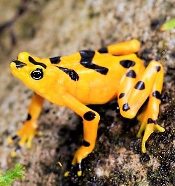 Panamanian Golden Frog Panamanian Golden Frog, Rainforest Frog, Endangered Species Art, Frog Rock, Golden Frog, Golden Toad, Mini Sculptures, Poison Frog, Amazing Frog