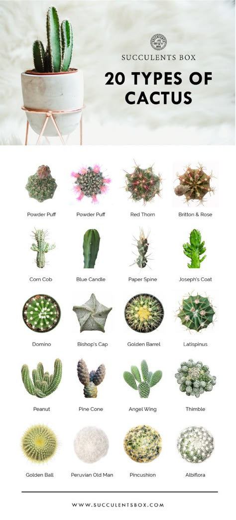 Whole Collection of Printable Succulents Art | Succulents Home Office Decor - Succulents Box Different Types Of Succulents, Succulent Names, Types Of Succulents Plants, Kaktus Dan Sukulen, Types Of Cactus, Types Of Cactus Plants, Cactus Terrarium, Indoor Cactus, Cactus Planta