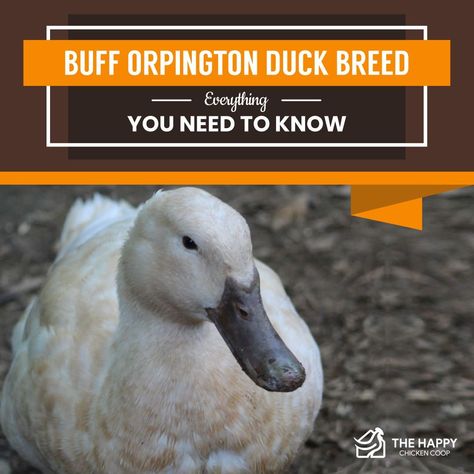 Buff Orpington Duck: Everything You Need To Know Buff Duck, Backyard Farming Ideas, Farm Animals Ideas, Buff Orpington Hen, Farm Pets, Pekin Duck, Ducks And Chickens, Duck Breeds, Buff Orpington