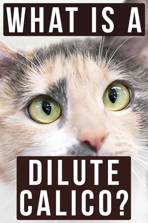 What Is a Dilute Calico? - Cat breed review. Calico Vs Tortie, Dilute Calico, Calico Cat Facts, Calico Cat Outside, Dilute Calico Cat, Cats Breeds, Kitten Names, Calico Cats, Pampered Pets