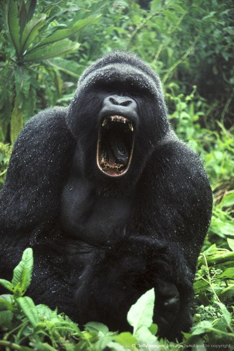 Gorillas In The Mist, Gorilla Gorilla, Angry Animals, Silverback Gorilla, Scary Animals, Mountain Gorilla, Great Ape, Wild Creatures, Monkeys Funny