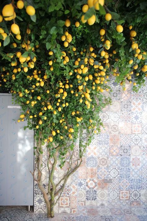 Yellow Restaurant, Lemon Farm, Turtle Habitat, Flower Party, Spring Table, Blue And White China, High Walls, Entrance Decor, Lemon Tree