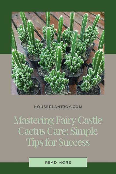 Fairy Castle Cactus 🏰🌵: A Magical Challenge! 💫 This whimsical wonder has stolen my heart, but caring for it is no fairytale! 🧚‍♀️ Balancing light, water, and soil just right is key to unlocking its full potential. Join me on my journey to create a thriving fairy castle oasis! #fairycastlecactus #cactuslove #succulents #plantcare #indoorplants #plantparenthood #succulentlove #plantproblems Fairy Castle Cactus, Cactus Care, Fairy Castle, Plant Problems, Tips For Success, Light Water, Join Me, Plant Care, Indoor Plants