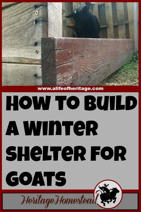 Goats | Goat Shelter | Goats in Winter | Pallet Shelter | A simple and effective pallet goat shelter that is large enough to hold more than two or three goats. It will keep off the rain, snow and cold! Pallet Goat House, Shelter For Goats, Pallet Goat Shelter, Pallet Shelter, Winter Pallet, Miniature Cattle, Pygmy Goats, Goat Shed, Goat Shelter