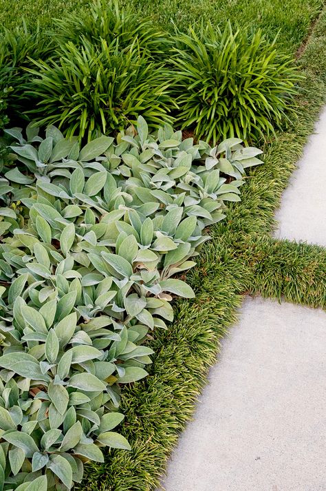 Evergreen Groundcover Sun, Lambs Ear Ground Cover, Landscaping Ground Cover Ideas, Lambs Ear Landscaping Ideas, Ever Green Landscaping, Lamium Ground Cover, Shade Ground Cover Perennial, Lambs Ear Landscaping, Ajuga Ground Cover