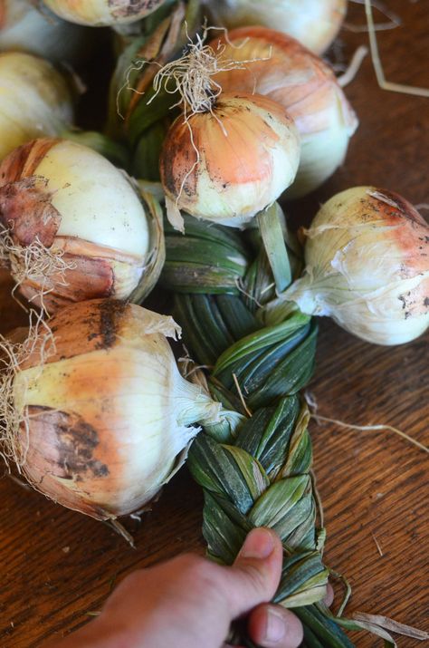 Garden Plants Ideas, Store Onions, Storing Onions, Elliott Homestead, How To Braid, Plants Ideas, Garden Harvest, Heirloom Seeds, Plants Flowers