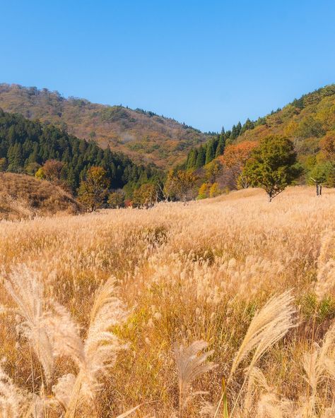 If you're seeking a unique autumn experience in Japan, consider exploring fields of susuki pampas grass instead of the typical red maple and yellow ginkgo trees🌾 This tall plant is lush green during the summer, but it transforms into a stunning display of shimmering gold and silver hues as autumn approaches.🤎 I think the most famous location to witness this breathtaking pampas grass field is Sengokuhara in Hakone, although there are numerous other options to admire this beautiful golden sce... Tall Grass Field, Golden Field, Tall Plant, Ginkgo Tree, Grass Field, Red Maple, Hakone, Tall Plants, Pampas Grass