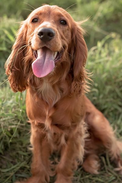 Including some vulnerable breeds that need your help Dog Breeds With Floppy Ears, Long Eared Dogs, Floppy Ear Dog, Romeo And Juliet Story, Sussex Spaniel, Irish Water Spaniel, Welsh Springer Spaniel, Spaniel Breeds, Shelter Dog