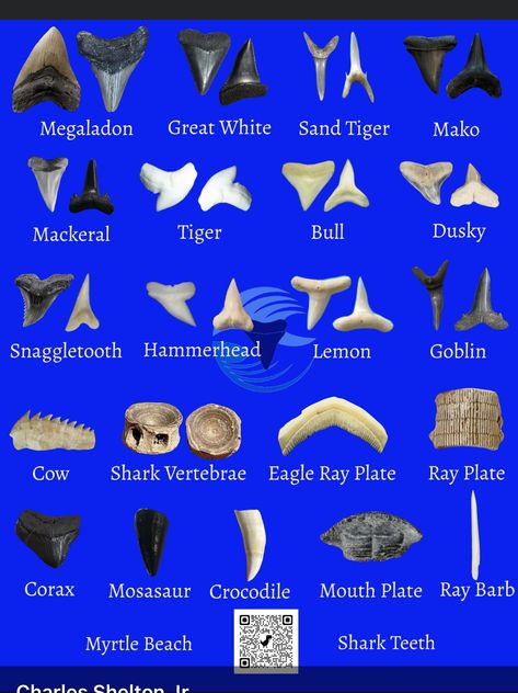 Different Sharks, Types Of Hammerhead Sharks, Anatomy Of A Shark, Shark Teeth Identification, Different Shark Teeth, How To Find Shark Teeth At The Beach, Types Of Sharks Poster, Shark Monster Art, Shark Facts/ Anatomy