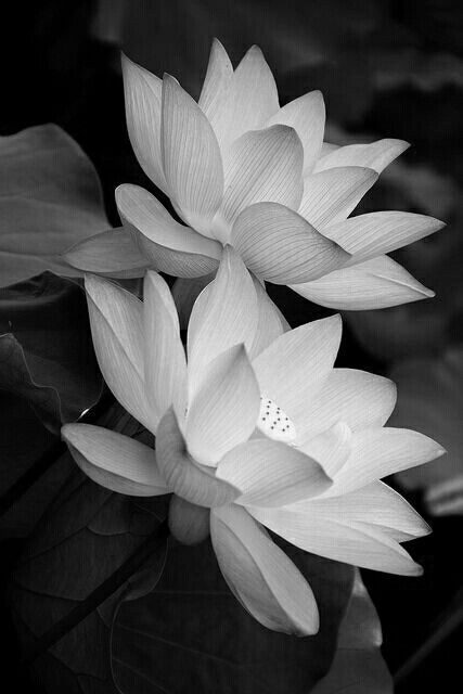 Lotus Flower Pictures, White Lotus Flower, Lotus Flower Art, Black And White Flowers, Lotus Flowers, Watercolor Flower, Black White Photos, Water Lilies, White Aesthetic