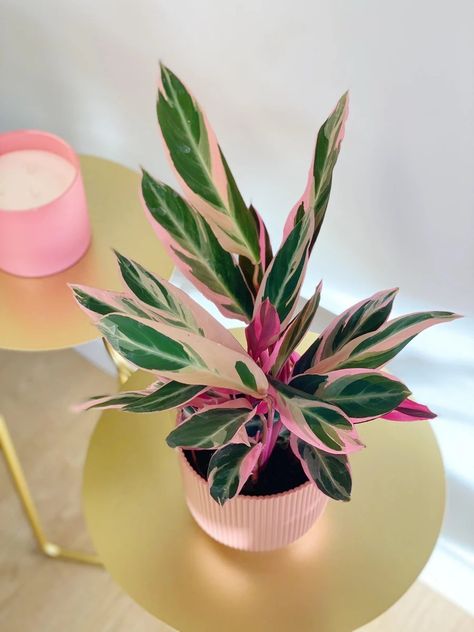 Pink Philodendron, Restaurant Plants, Daily Aspirations, Stromanthe Sanguinea, Stromanthe Triostar, Pet Friendly House Plants, Beautiful Houseplants, نباتات منزلية, Pet Friendly House