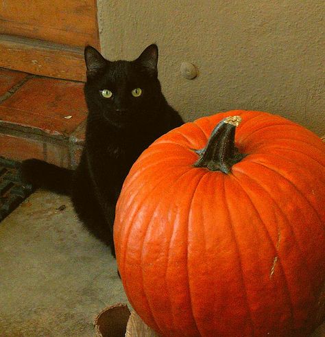 Black Cat Appreciation Day, Helloween Wallpaper, Tuxedo Black, The Boogeyman, A Black Cat, Cat Pumpkin, Season Of The Witch, Spooky Scary, Cat Aesthetic