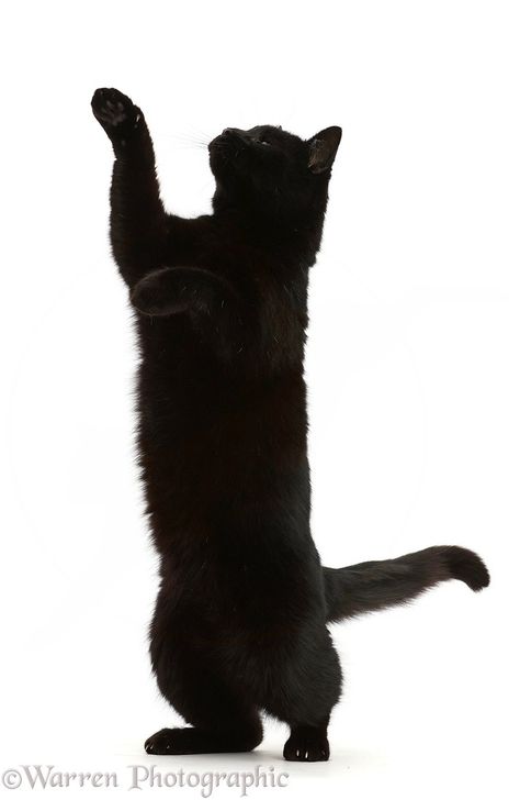 Photograph of Black cat reaching up. Rights managed white background image. Cat Reaching Up, Cat Standing Up, Black Cat White Background, Cat White Background, Cat Reaching, Black Cat Playing, Black Cat Png, Black Footed Cat, Cat Stretching