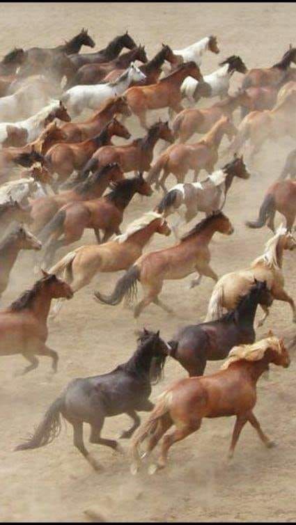 Herd of horses Holland Windmills, Horses Running, Calgary Stampede, Wild Mustangs, Majestic Horse, All The Pretty Horses, Horse Crazy, Clydesdale, Appaloosa