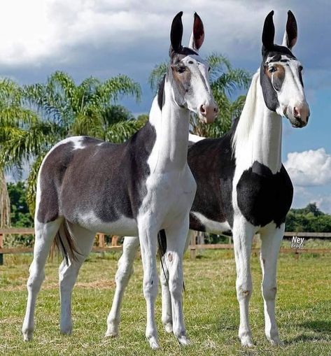 Realistic Reference, Mules Animal, Animals Pictures, Interesting Animals, All The Pretty Horses, Animal Crackers, Pretty Animals, Animal Facts, Horse Photos