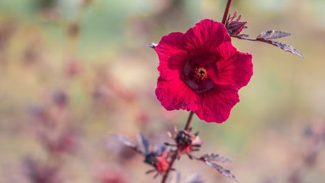 Cranberry hibiscus is a hibiscus plant that produces beautiful red flowers and red leaves. Learn how to keep a cranberry hibiscus healthy in your garden. Hibiscus Plant Care, Cranberry Hibiscus, Hibiscus Leaves, Hibiscus Plant, Insecticidal Soap, Master Gardener, Neem Oil, Red Leaves, Replant