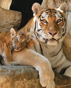 Mama Siberian tiger with cub born June 22, 2010 Katarina Wallpaper, Tiger Love, Siberian Tiger, Majestic Animals, Cat Family, Cheetahs, Large Cats, Hyena, Beautiful Cats