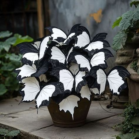 Moonlight Butterfly Begonia, Moonlight Butterfly, Plants Grown In Water, Black And White Butterfly, Lotus Plant, Goth Garden, Gothic Garden, Black Garden, Unusual Flowers