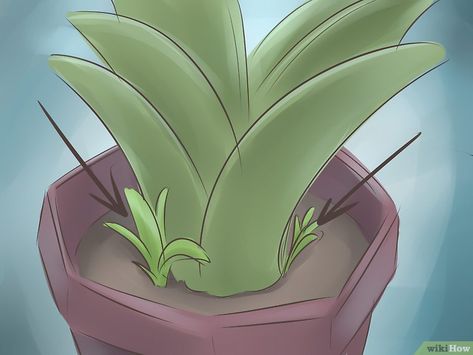 3 Ways to Care for a Bromeliad - wikiHow Bromeliads Landscaping, Plant Notes, Florida Plants, Container Garden Design, Florida Gardening, Inside Plants, Coastal Gardens, House Plant Care, Drought Tolerant Plants