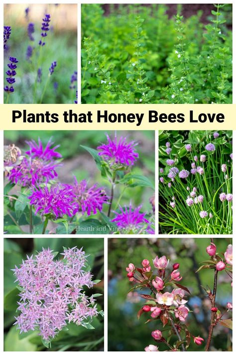 Best Flowers To Plant For Honey Bees, Flowering Shrubs Full Sun Perennials, Flowers For Honey Bees, Flowering Shrubs Full Sun, Flowers For Bees, Honey Bee Flowers, Bee Farming, Honey Bee Garden, Bee Friendly Plants