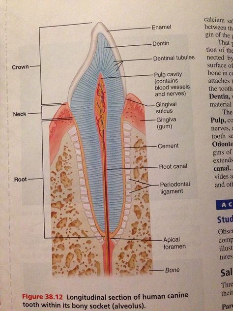 Longitudinal section of human canine tooth within bony socket. (Alveolus) Dentistry Notes, Teeth Diagram, Dental Assistant School, Vet Tech School, Dental Assistant Study, Longitudinal Section, Teeth Anatomy, Dental Hygiene Student, Dental Hygiene School