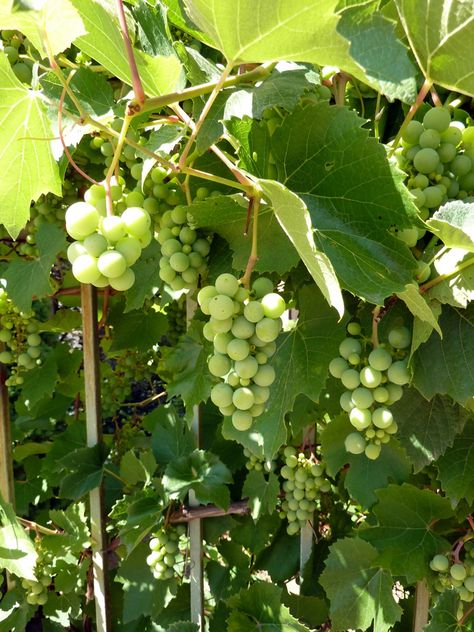 Green Grapes Aesthetic, Grape Salad Recipes, Mango Tree Images, Grapes Tree, Wine Plant, Grapes Garden, Grape Vine Plant, Grape Salad Recipe, Wine Leaves