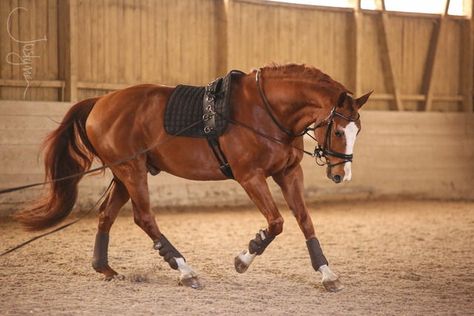 Chestnut Warmblood, Horse Lunging, Lunging Horse, Horse Exercises, Equestrian Aesthetic, English Horse, Horse Trainer, Horse Wallpaper, Horse Boarding