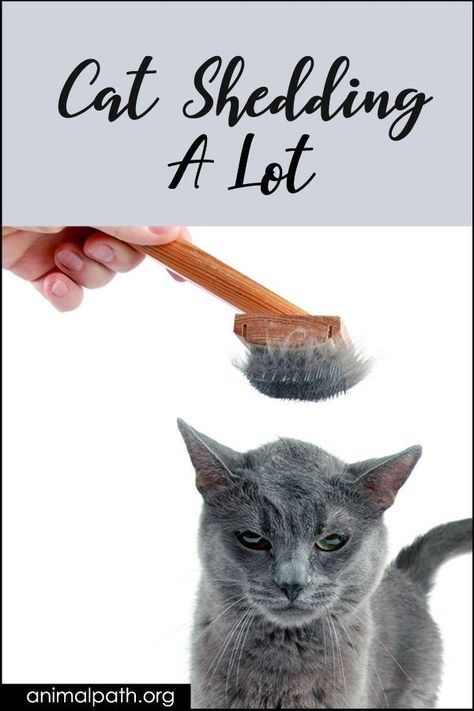 Why is my cat shedding a lot? Cat Shedding Solutions, Cats Health, Pet Shed, Cat Grooming Tools, Diy Cat Toys, Cat Shedding, Short Hair Cats, Cat Care Tips, Cat Garden