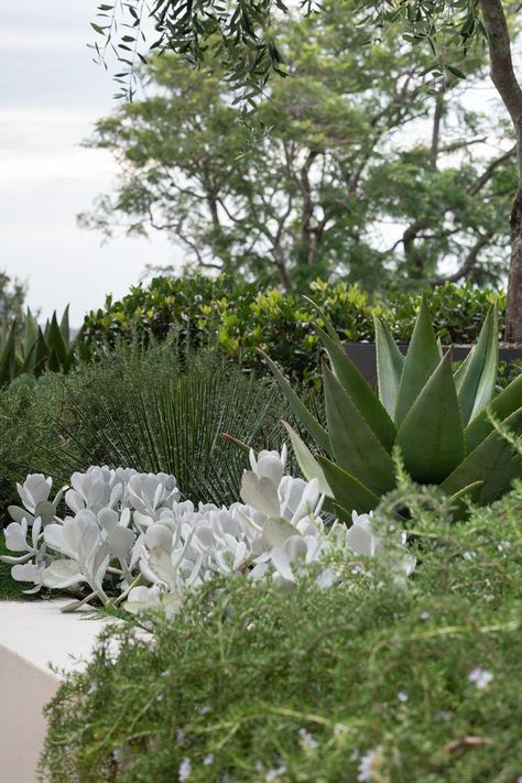 In its inspiration, this low-maintenance, freeform garden in Sydney’s east evokes some of its well-travelled owners’ favourite destinations. Australian Coastal Garden, Low Maintenance Garden Australian, Succulent Garden, Retaining Wall Garden, Coastal Front Yard Landscaping, San Pedro Cacti, Landscaping Inspiration, Australian Native Flowers, Cottage Garden Design