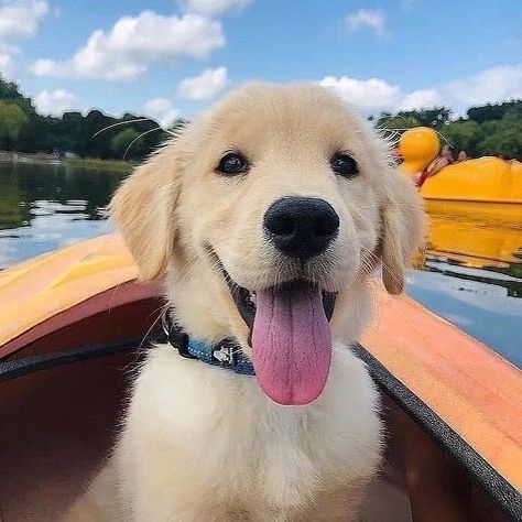 Cute Golden Retriever, Goofy Dog, Cute Animals Puppies, Am I Cute, Dogs Golden Retriever, Retriever Dog, Cute Puppies, Golden Retriever, Labrador Retriever