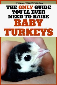 Baby turkeys to adult turkeys: This guide on how to raise baby turkeys is very thorough and will help you raise your turkey poults into healthy adults! via @delciplouffe Turkey Chicks, Turkey Breeds, Pet Turkey, Raising Turkeys, Turkey Farm, Baby Chicks Raising, Chicken Incubator, Baby Turkey, Raising Farm Animals