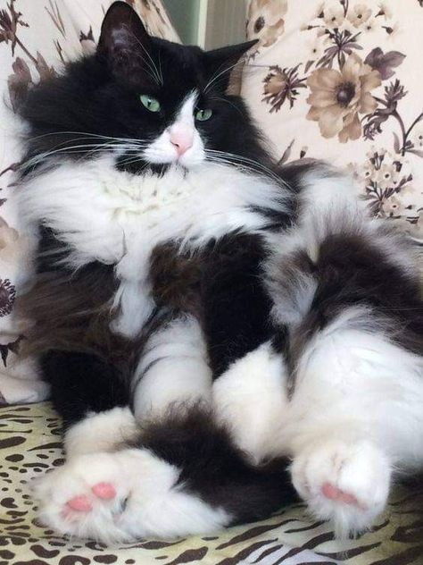 Adorable 🐈 Regnul Animal, Cat Ideas, Black And White Cat, Söt Katt, Norwegian Forest Cat, Skateboarder, Cat Facts, Fluffy Cat, Cat Names