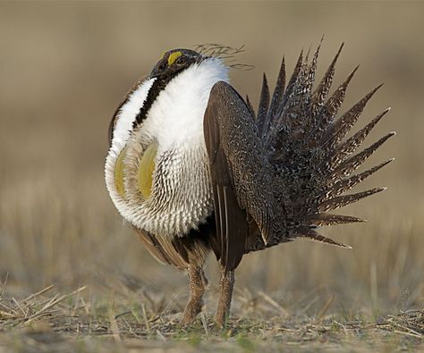 car sez: The Sage Grouse likes bottlebrush squirreltail grass. Sage Grouse, Weird Birds, The Last Dance, Western Landscape, Bird Hunting, Awesome Animals, Game Birds, Last Dance, Exotic Birds