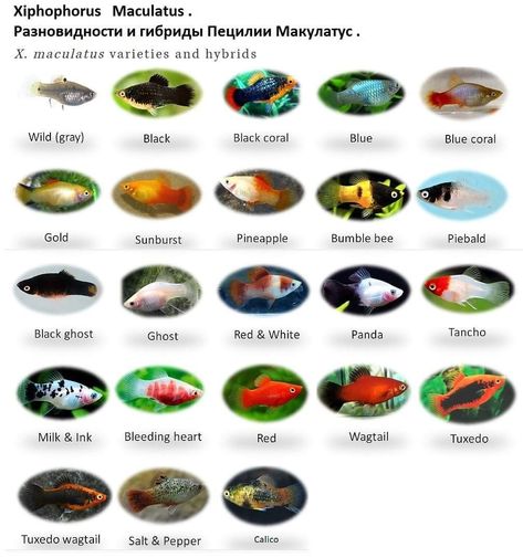 Platy Fish, Aquarium Fish, Fish, Quick Saves