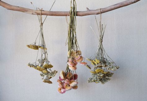 This method is as simple as hanging the flowers upside down. However, it is important to note which flowers dry the best using this method. The best type of flowers to dry tend to have a woodier stem that feels like it is holding less moisture, consider delphiniums rather than dandelions. Flowers should be picked then Hanging Bouquet Upside Down, Type Of Flowers, Drying Flowers, Alchemilla Mollis, Everlasting Bouquet, Golden Garden, Hanging Upside Down, Fresh Flower Bouquets, Dried Bouquet