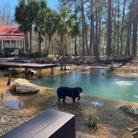 Natural Pools, Also Known as Recreational Ponds, Trade Chlorine for Plants - The New York Times Recreational Pond, Arizona Lakes, Aquatic Exercises, Swimming Benefits, Spotted Animals, Water Movement, Pool Chlorine, Photo Caption, Ponds Backyard