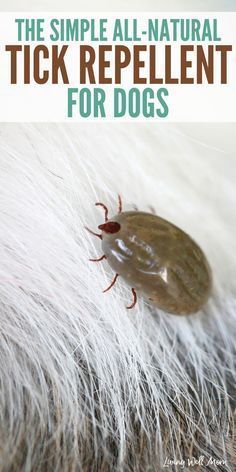 Tick Repellent For Dogs, Natural Tick Repellent, The Tick, Tick Repellent, Ticks, For Dogs, Repellent, All Natural, Dogs