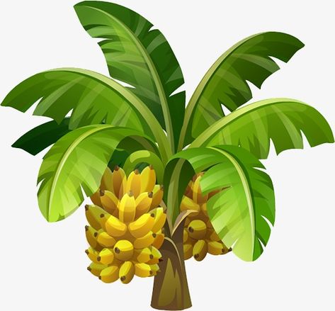 Boarder Designs Aesthetic, Banana Png, Tree Vector Png, Banana Clipart, Pisang Ijo, Fruit Splash, Diy Christmas Presents, Banana Plants, Tree Clipart