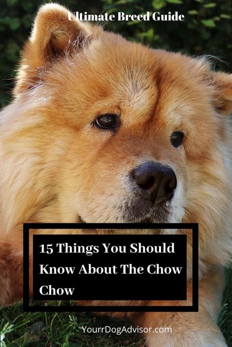 15 Things You Should Know About The Chow Chow | Your Dog Advisor Cute Chow Chow Puppies, Dog Shirt Ideas, Chow Chow Dog Puppy, Rottweiler Care, Cute Chow Chow, Chow Dog Breed, Chow Chow Puppies, Chow Puppies, Chow Puppy