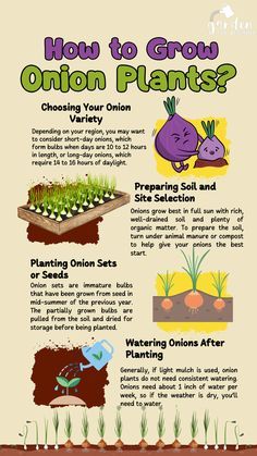 #GardeningHacks #GardenTips #GreenThumb #DIYGarden #GardenTricks #GardenLife #GardenInspiration #GardenIdeas #GardenGoals #GardenDesign #GardenProjects #GardenSolutions #GardenHacks #GardenersWorld #GardenLove #GardenersParadise #GardenersDelight #GardenersCorner #GardenersCommunity #GardenersOfInstagram #GardenersUnite #GardenersDream #GardenersParadise #GardenersLife #GardenersGuide #GardenersChoice#VegetableGarden #SelfSufficient #VegGardenIdeas #RaisedBedGardening#Gardening #Homesteading How To Grow Onions From An Onion, How To Grow Onions, Onion Gardening, How To Plant Onions, Onion Planting, Onion Companion Planting, Onion Growing, Planting Onion Sets, Onion Plant