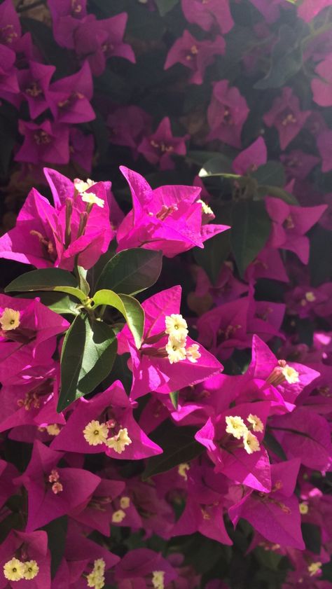 Virtual Flowers, Iphone Wallpaper Landscape, Hibiscus Plant, Flowers Photography Wallpaper, Flowery Wallpaper, Nothing But Flowers, Flower Therapy, Beautiful Flowers Wallpapers, Bougainvillea