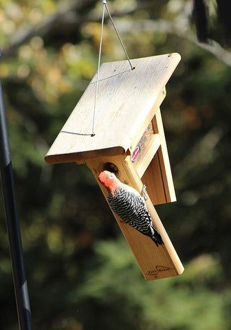 Woodpecker Feeder, Bird Bath Planter, Bird House Plans Free, Squirrel Baffle, Garage Workbench Plans, Bird Suet, Wood Bird Feeder, Nuthatches, Wooden Bird Feeders