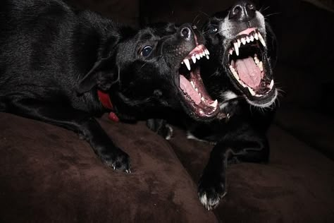 Angry Dog, Puppy Biting, Scary Dogs, Hades And Persephone, Aggressive Dog, Airedale Terrier, Dog Biting, Bad Dog, Dog Teeth