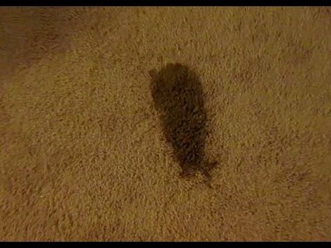 Remove Carpet, Carpet Diy, Carpet Stain, Dry Carpet Cleaning, Gastrointestinal Disease, Carpet Cleaning Business, Dog Remedies, Deep Carpet Cleaning, Cat House Diy