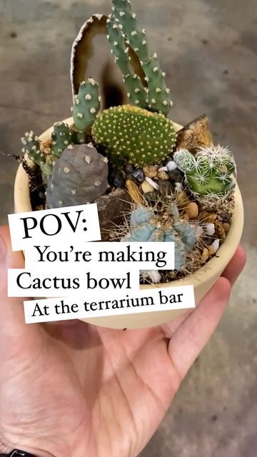 Urban Sprouts on Instagram: "Make just about anything plant-y your heart can imagine at our terrarium bar! Today’s mission, make a super cute cactus bowl for an extra special holiday gift. Step 1) Walk in anytime during our regular business hours (daily 10-6) for a first come first serve self-guided experience OR book online for $10/person to have one of our team members help you with your build from start to finish. Step 2) Gather planter, plants, and extras you like! We have SO many goodies to choose from - there’s something your special someone will love for sure Step 3) Use our space to put together your creation - with our guidance and there’s no cleanup and no worries. Step 4) Our team will make sure your project is packed safely for your creation’s journey back to your space S Terrarium Bar, Cactus Bowl, Planter Plants, Plant Projects, Cute Cactus, First Come First Serve, Team Members, Holiday Specials, Terrarium