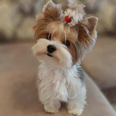 Yorkie Haircut, Yorkie Hair, Yorkie Poo Puppies, Biewer Terrier, Yorkie Poodle, Biewer Yorkie, Morkie Puppies, Dream Pet, Puppies Near Me