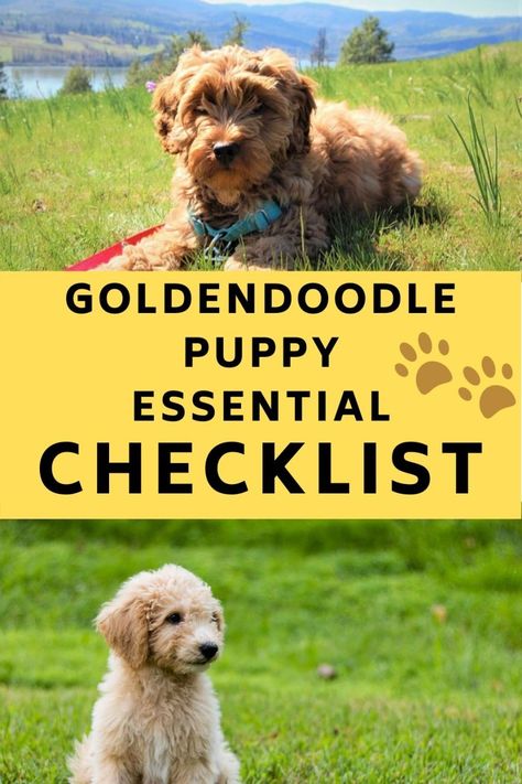 Golden Doodle Must Haves, Goldendoodle Tips, Goldendoodle Training, Bmi Chart, Mini Goldendoodles, Golden Doodle Puppy, Puppy Schedule, Mini Goldendoodle Puppy, Goldendoodle Grooming