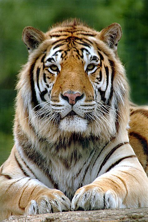 Pride and power. Bengal Tiger portrait , #ad, #power, #Pride, #Bengal, #portrait, #Tiger #ad Golden Tiger Wallpaper, Bengal Tiger Photography, Tiger Pic, Tiger Pfp, Tiger Pics, Tiger Quotes, Tattoos Animals, Golden Tigers, Tiger Photography