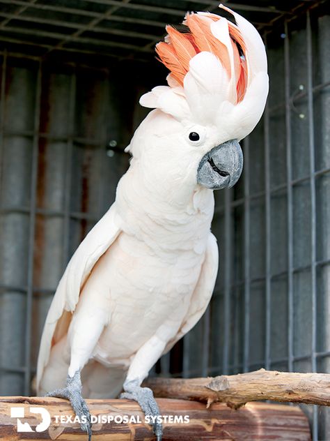 Moluccan Cockatoo at the #TDS Exotic Game Ranch  #cockatoo, #bird Cacatoo Bird, Moluccan Cockatoo, Amazon Birds, Cockatoo Bird, Australian Parrots, Regard Animal, Pink Cockatoo, Australia Animals, Macaw Parrot